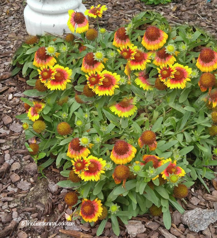 Gaillardia is also known as blanket flower.