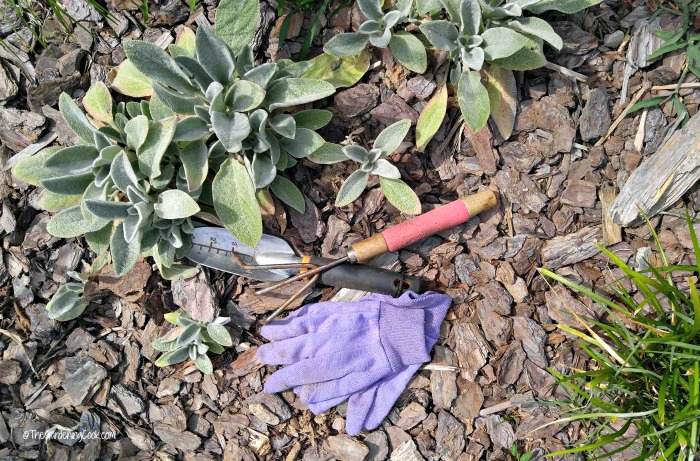 Lambs ear and garden tools