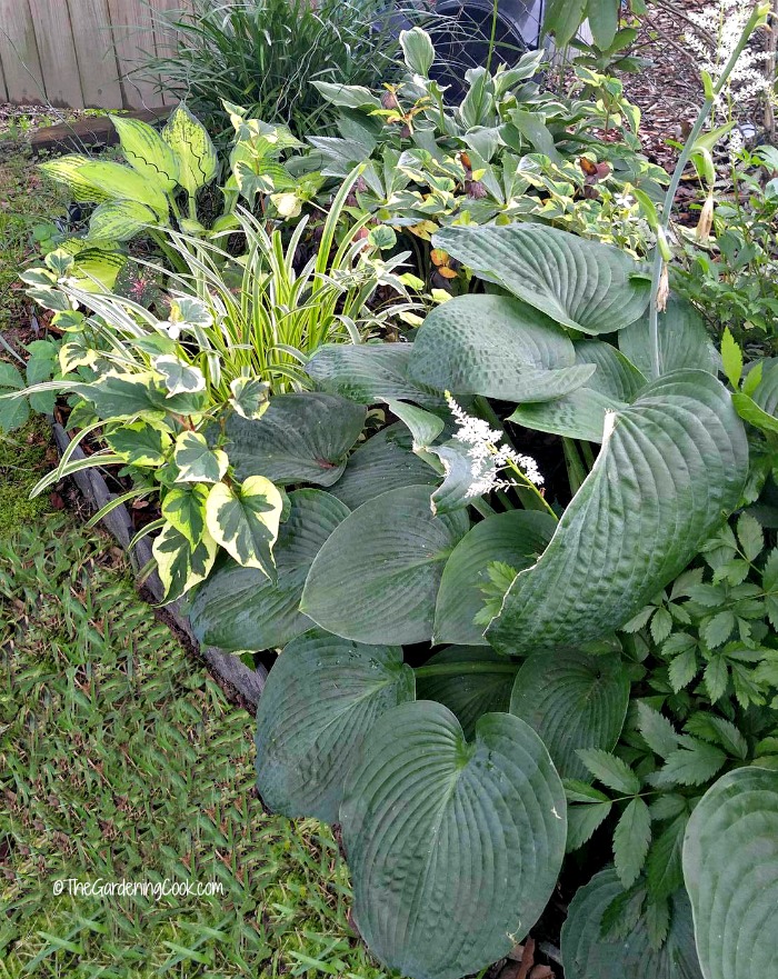 Hostas are shade loving perennials