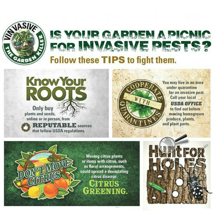 Tips for Dealing with Invasive Pests