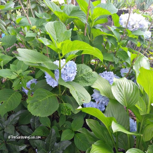 Hydrangea plants will give you an endless summer of flowers.