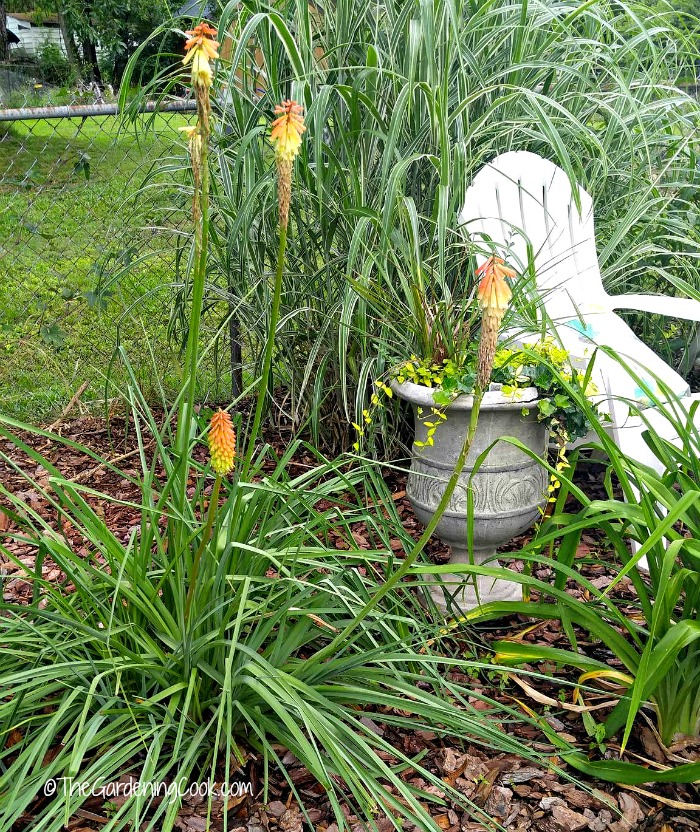 Red hot pokers give a Southwest look to a garden bed.