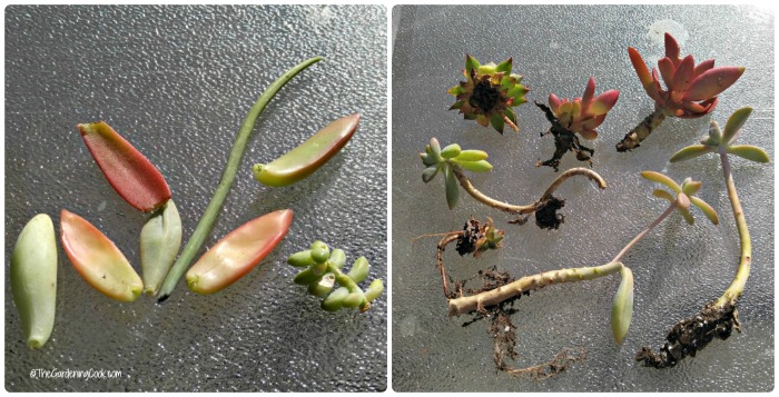 Propagating succulent cuttings