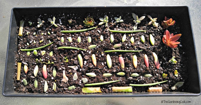 Lay the dried petals on cactus potting soil