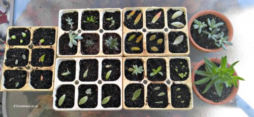 WAiting for the baby succulents to grow