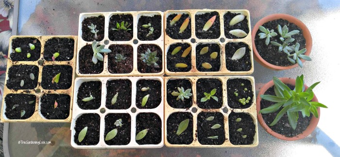 WAiting for the baby succulents to grow
