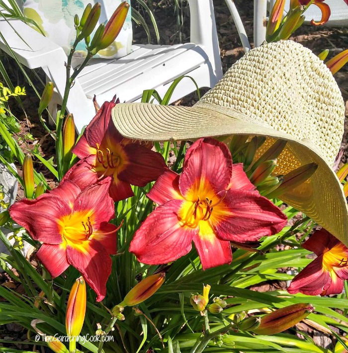 Summer garden time! Wide Brimmed sun hat sitting on red day lilies near a white chain.