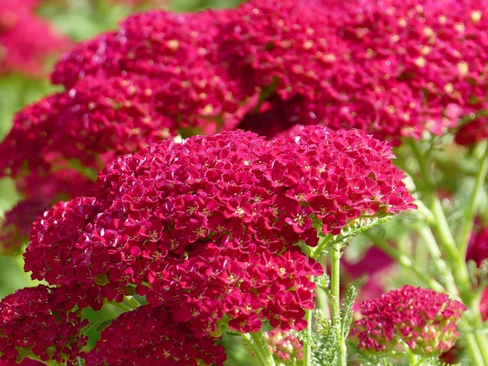 red yarrow Yarrow is a really cold hardy perennial