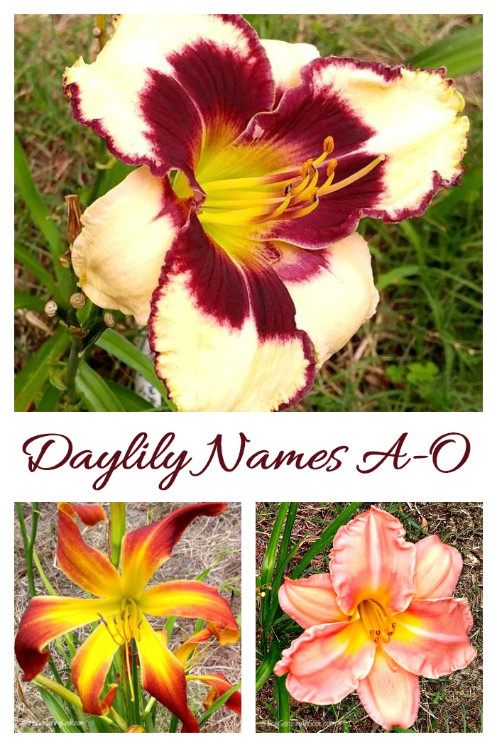 This collection of daylilies have names beginning with A through O