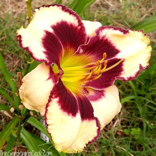 A Gathering of Angels Daylily