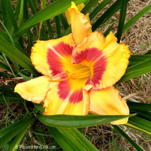 Alien Encounter Daylily
