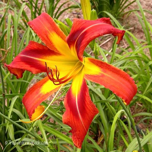 Anaconda Daylily