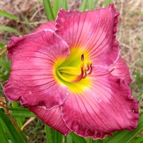 Ashley Danielle Daylily
