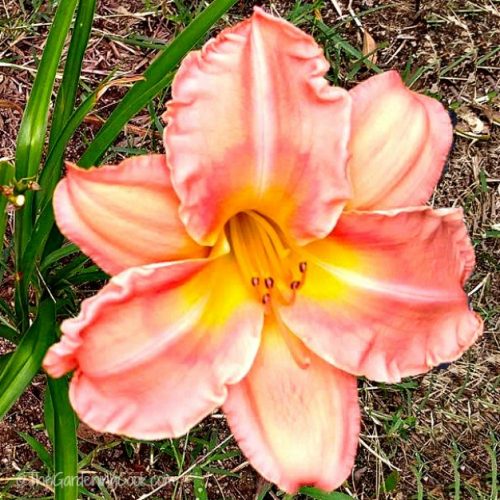 Banana Boogie Bait Daylily
