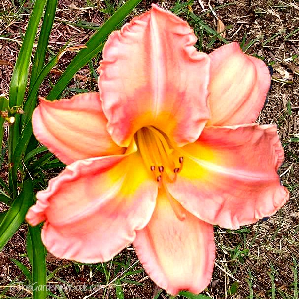 My Favorite Daylilies – A Garden Tour