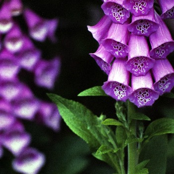 Purple Foxglove Biennials