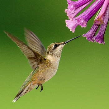 Bird's Category