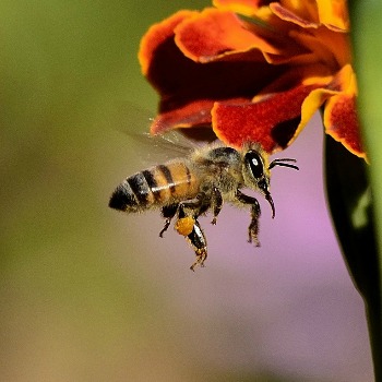 Bee eating nectar
