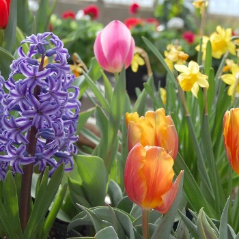 Garden bulbs in flower