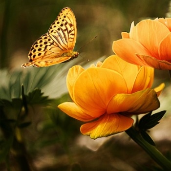 Butterfly collecting nectar from an orange flower.