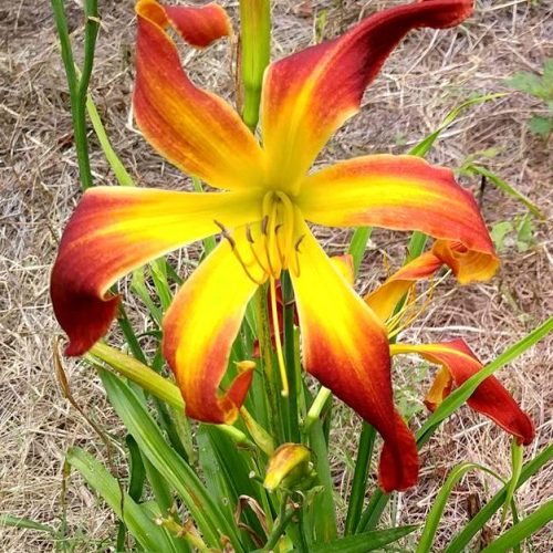 Carolina Octopus Daylily