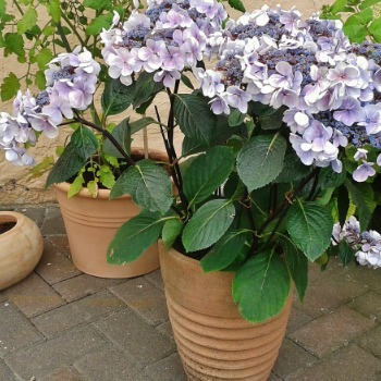 Hydrangeas in containers.