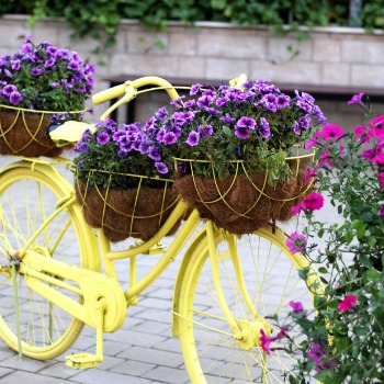 Yellow bicycle filled with baskets of purple petunias.
