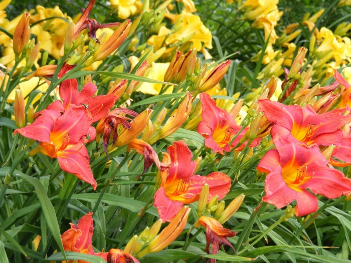 daylilies