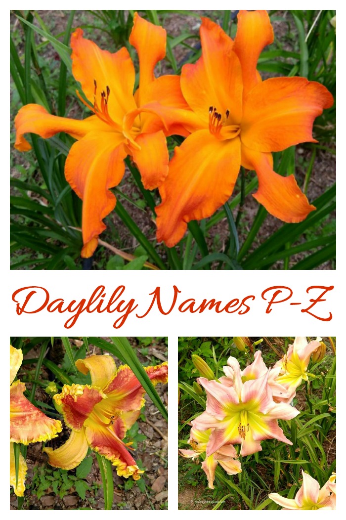 These daylilies are named starting with the letters P through Z