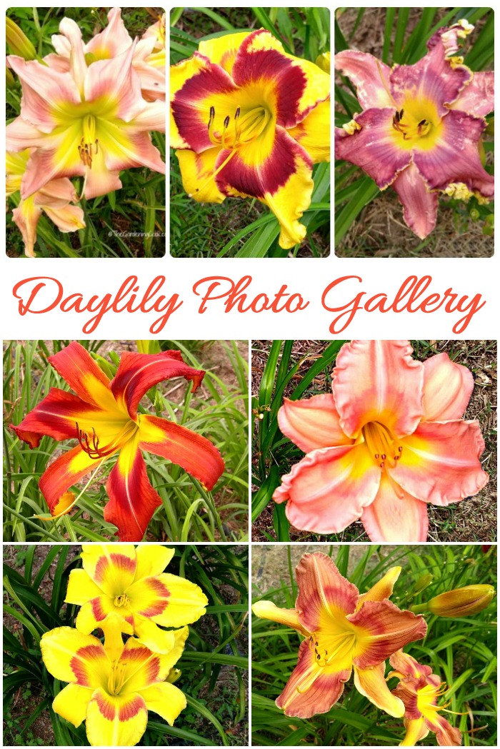 This daylily photo gallery will give you the names of many beautiful daylily varieties