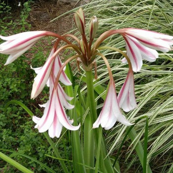 Trumpet shaped purple garden flower.