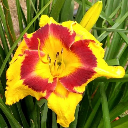Fooled Me Daylily