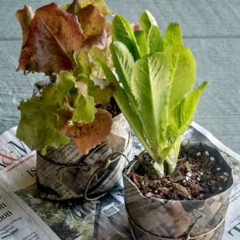 Garden lettuce in newspaper pots.
