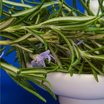 Fresh garden rosemary herb in a white container.