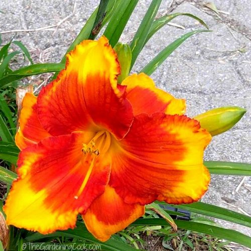 Huge Nourse Daylily