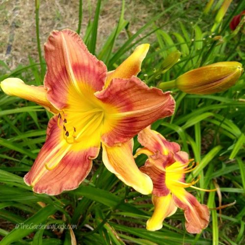 I have issues Daylily
