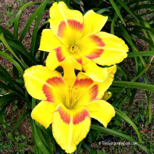 King George Daylily