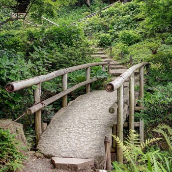 Wooden bridge through a field of green.