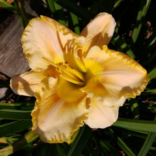 Oriental Dancer Daylily