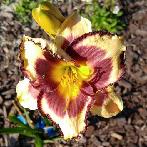 PIrates Patch Daylily