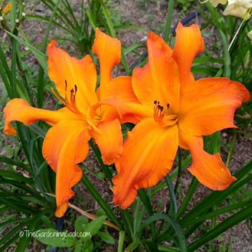 Primal Scream Daylily