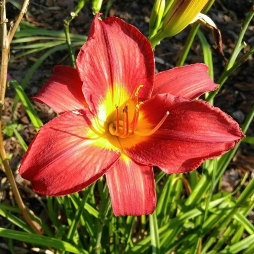 Red Vols Daylily