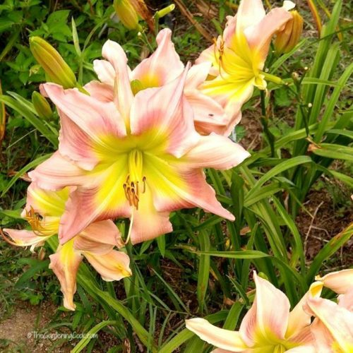 Rio Olympiad Daylily