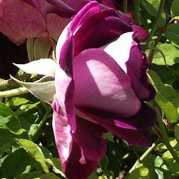 Purple rose with green leaves.