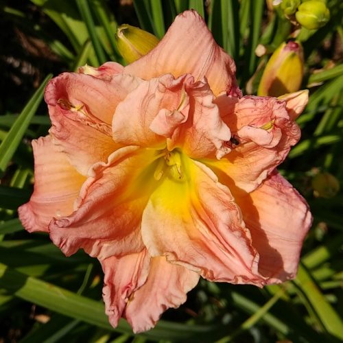 Sanford House Daylily