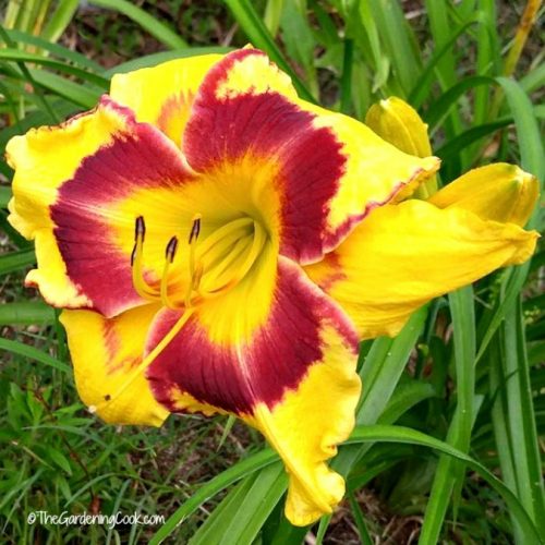 Skullduggery Daylily