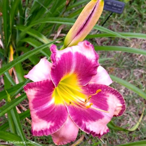 Smell the rain Daylily