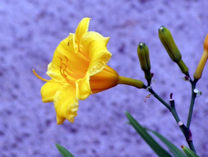 stella d'oro daylily