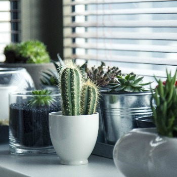 Cacti and succulents in planters on a windowsill.