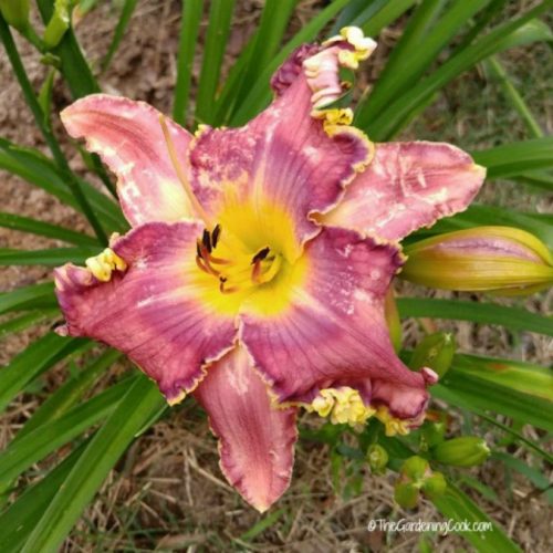 Thoroughly Modern Millie Daylily